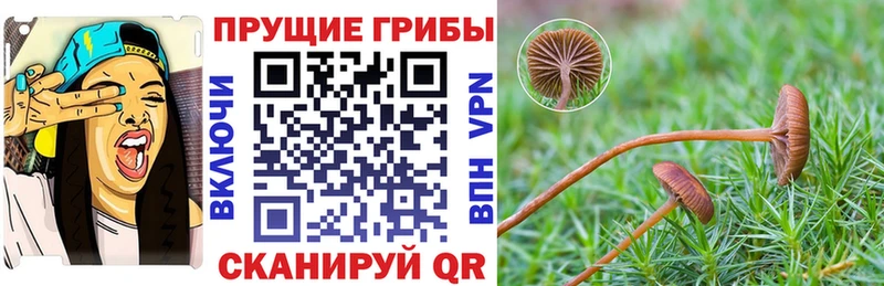 Галлюциногенные грибы Psilocybe  Купить где  Тихвин 